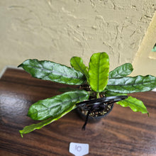 Load image into Gallery viewer, #10 Hoya Villosa