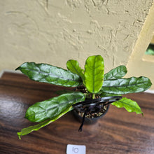 Load image into Gallery viewer, #10 Hoya Villosa