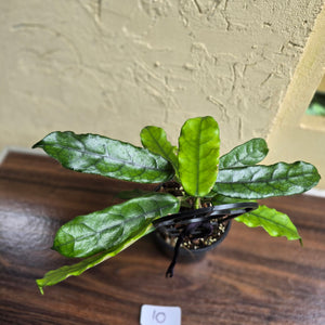 #10 Hoya Villosa