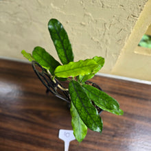 Load image into Gallery viewer, #10 Hoya Villosa