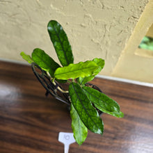 Load image into Gallery viewer, #10 Hoya Villosa