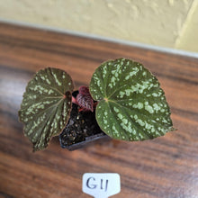 Load image into Gallery viewer, #G11 Begonia Unknown