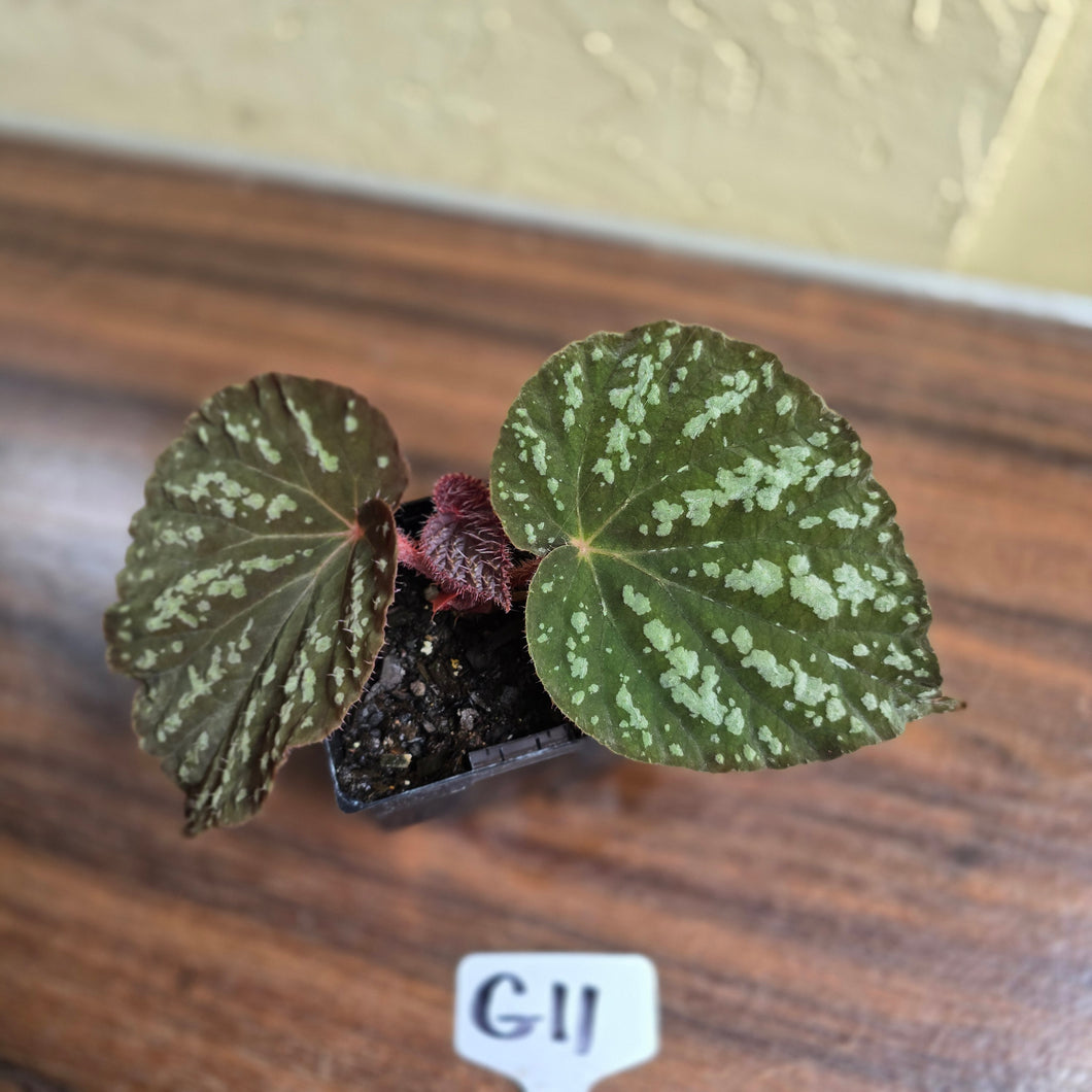 #G11 Begonia Unknown