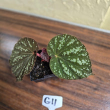 Load image into Gallery viewer, #G11 Begonia Unknown