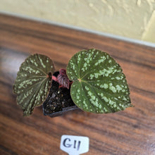 Load image into Gallery viewer, #G11 Begonia Unknown