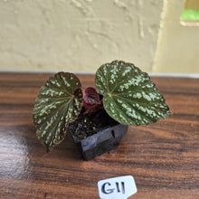 Load image into Gallery viewer, #G11 Begonia Unknown