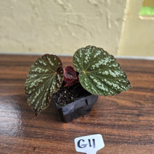 Load image into Gallery viewer, #G11 Begonia Unknown