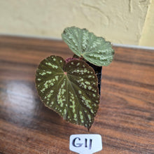 Load image into Gallery viewer, #G11 Begonia Unknown