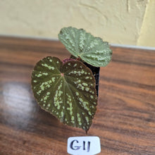 Load image into Gallery viewer, #G11 Begonia Unknown