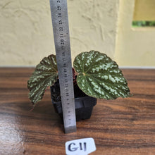 Load image into Gallery viewer, #G11 Begonia Unknown