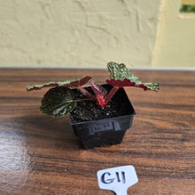 Load image into Gallery viewer, #G11 Begonia Unknown