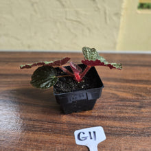 Load image into Gallery viewer, #G11 Begonia Unknown
