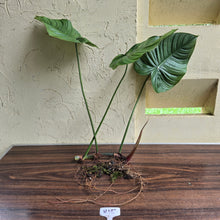 Load image into Gallery viewer, #H15 Large Philodendron Tenue x Plowmanii - Tip Cutting