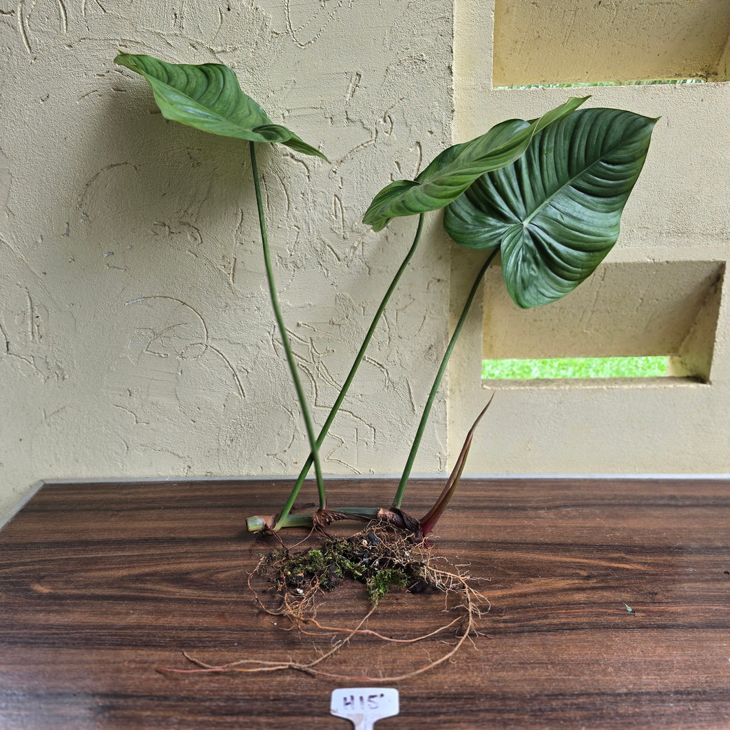 #H15 Large Philodendron Tenue x Plowmanii - Tip Cutting