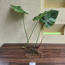 Load image into Gallery viewer, #H15 Large Philodendron Tenue x Plowmanii - Tip Cutting