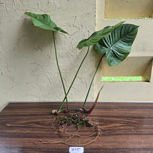 #H15 Large Philodendron Tenue x Plowmanii - Tip Cutting