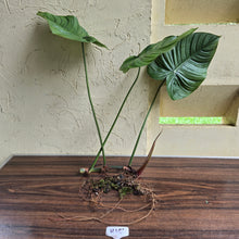 Load image into Gallery viewer, #H15 Large Philodendron Tenue x Plowmanii - Tip Cutting