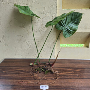 #H15 Large Philodendron Tenue x Plowmanii - Tip Cutting