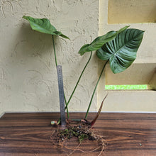 Load image into Gallery viewer, #H15 Large Philodendron Tenue x Plowmanii - Tip Cutting