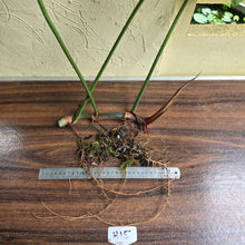 Load image into Gallery viewer, #H15 Large Philodendron Tenue x Plowmanii - Tip Cutting