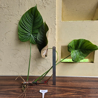 #B09 Large Philodendron Tenue x Plowmanii - Tip Cutting