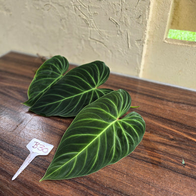 #B30 Philodendron Splendid Tip Cutting