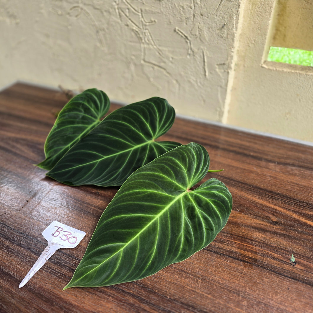 #B30 Philodendron Splendid Tip Cutting
