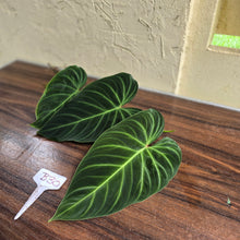 Load image into Gallery viewer, #B30 Philodendron Splendid Tip Cutting