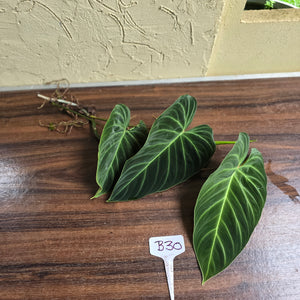 #B30 Philodendron Splendid Tip Cutting