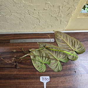#B30 Philodendron Splendid Tip Cutting