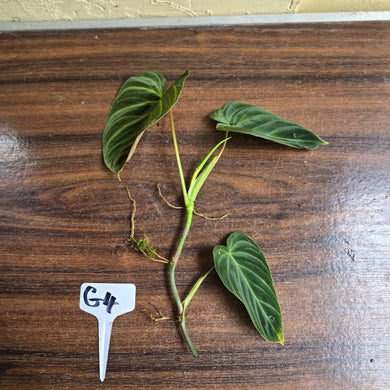 #G4 Philodendron Splendid Tip Cutting