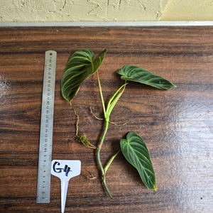#G4 Philodendron Splendid Tip Cutting