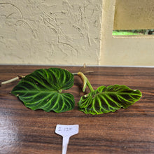 Load image into Gallery viewer, #i125 Philodendron Verrucosum Tip Cutting