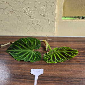 #i125 Philodendron Verrucosum Tip Cutting