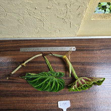 Load image into Gallery viewer, #i125 Philodendron Verrucosum Tip Cutting