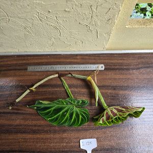 #i125 Philodendron Verrucosum Tip Cutting