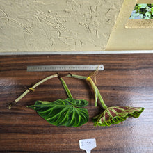Load image into Gallery viewer, #i125 Philodendron Verrucosum Tip Cutting