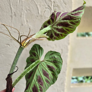#i125 Philodendron Verrucosum Tip Cutting