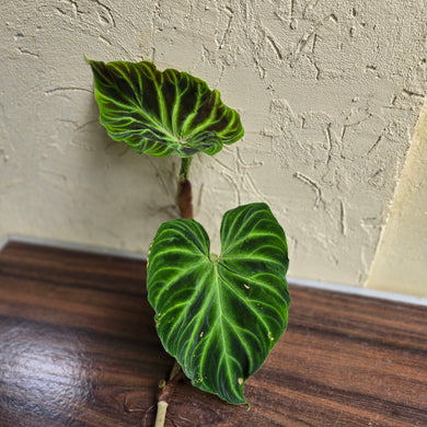 #i125 Philodendron Verrucosum Tip Cutting