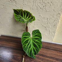 Load image into Gallery viewer, #i125 Philodendron Verrucosum Tip Cutting