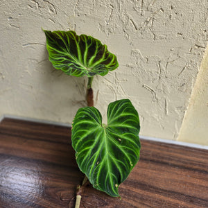 #i125 Philodendron Verrucosum Tip Cutting