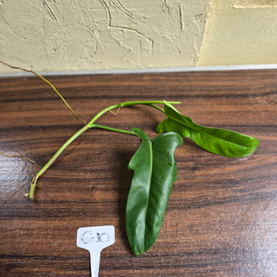 #G10 Philodendron Jerry Horne Tip Cutting