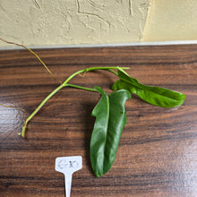 Load image into Gallery viewer, #G10 Philodendron Jerry Horne Tip Cutting