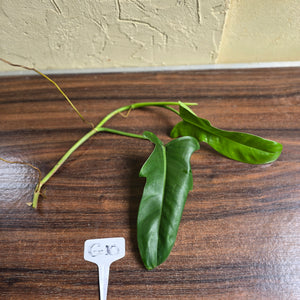 #G10 Philodendron Jerry Horne Tip Cutting