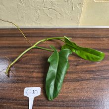 Load image into Gallery viewer, #G10 Philodendron Jerry Horne Tip Cutting