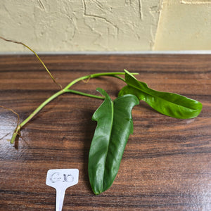 #G10 Philodendron Jerry Horne Tip Cutting