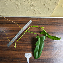 Load image into Gallery viewer, #G10 Philodendron Jerry Horne Tip Cutting