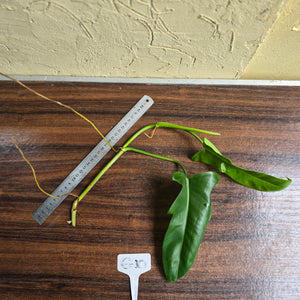 #G10 Philodendron Jerry Horne Tip Cutting