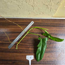 Load image into Gallery viewer, #G10 Philodendron Jerry Horne Tip Cutting