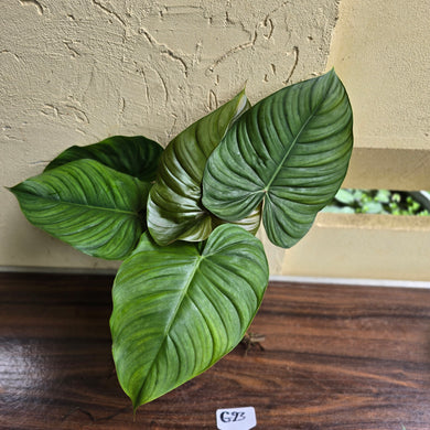 #G23 Large Philodendron Tenue x Plowmanii - Tip Cutting